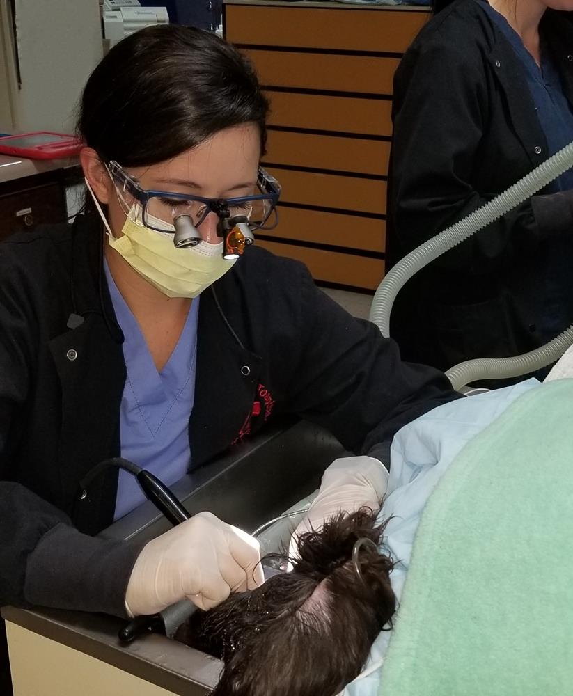 Small Animal Services in Oakland, TN Animal Dental Care Specialists