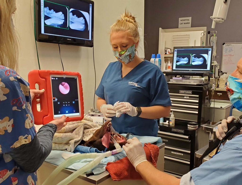 Diagnostic Imaging in Oakland, TN Animal Dental Care Specialists