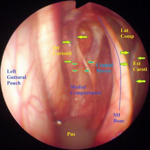 View inside a Guttural Pouch containing mucopurulent fluid.